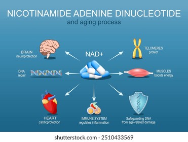 NAD. Aging process and Nicotinamide adenine dinucleotide. NAD plus. Senescence. Health Benefits of NAD+. Anti-Aging therapy. Detailed Vector poster. Isometric Flat  illustration. Schematic diagram