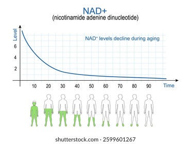 NAD. Aging process and Nicotinamide adenine dinucleotide. NAD plus levels. chart. Vector illustration. Medical diagram.