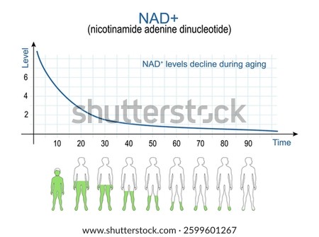 NAD. Aging process and Nicotinamide adenine dinucleotide. NAD plus levels. chart. Vector illustration. Medical diagram.