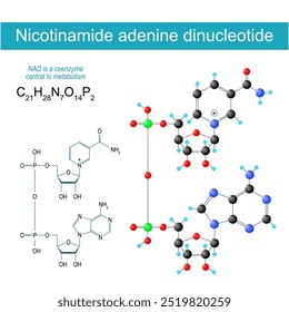 NAD molécula. fórmula química molecular estrutural e modelo de nicotinamida adenina dinucleotídeo. Coenzima para metabolismo. Ilustração vetorial