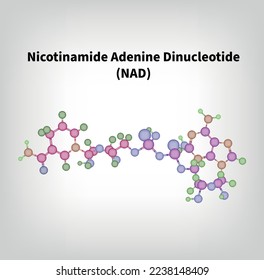 NAD+ Molecule Structure Nicotinamide adenine dinucleotide