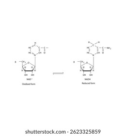 NAD⁺ and NADH Skeletal molecular Structures. Oxidized and Reduced Forms schematic illustration.