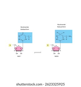 Estructuras moleculares esqueléticas del NADH y NADH. Ilustración esquemática de formas oxidadas y reducidas.
