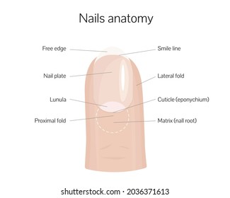 Nail anatomy structure training poster flat style design vector illustration. Human hand fingernail anatomy medical scheme.