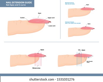 Nagelverlängerungsanleitung. Nagelpex und C-Kurve. Vektorillustration-Illustration 