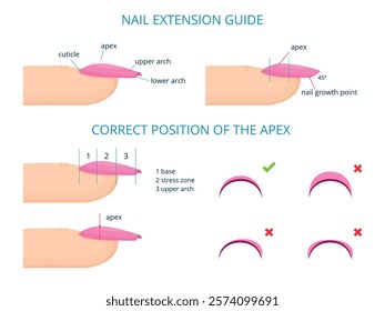 Nail extension. Professional nails maintenance manicure salon guide education diagram nail apex c-curve stress areas, aesthetic fingernails infographic tidy vector illustration original artwork