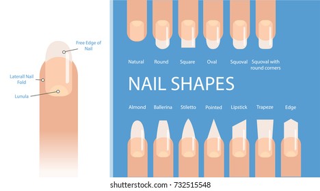 Nail forms. Female manicure. Set kinds of nails. Fashion nail shape. Icons nail shape. Collection of kinds of nails. Fashion trends. Vector illustration.