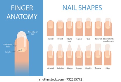 Nail forms. Female manicure. Set kinds of nails. Fashion nail shape. Icons nail shape. Collection of kinds of nails. Fashion trends. Vector illustration.