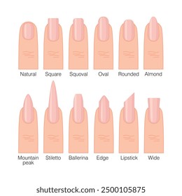 Nagelformen. Natürliche, abgerundete, quadratische, squoval, oval, Mandel, Ballerina, Stiletto. Ein Leitfaden für einen Maniküre-Meister. Nagelverlängerungen. Vektorgrafik für Design und Web.