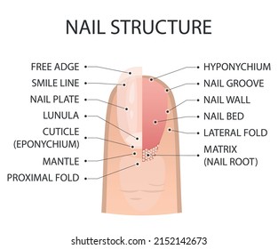 Nail structure. Fingernail anatomy. Vector illustration.