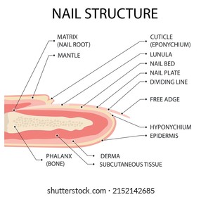 Nail structure. Fingernail anatomy. Vector illustration.