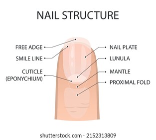 Nail structure. Fingernail anatomy. Vector illustration