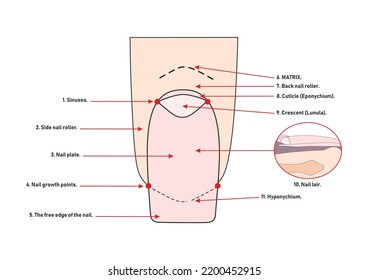 Nails instruction or diagram. 
The names of the parts of the nail. Manicure. Education.