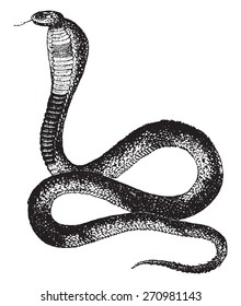 Naja or cobra, vintage engraved illustration. Natural History of Animals, 1880.
