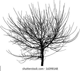 nackter Ast auf Baum - Wintersaison