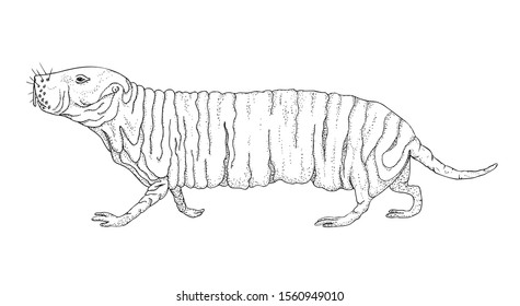 Mole Rat Hands Images Stock Photos Vectors Shutterstock Mole Rat Hands Images Stock Photos Vectors Shutterstock