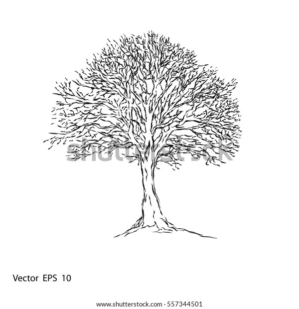 Naked Tree Stock Vector (royalty Free) 557344501