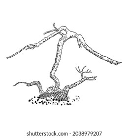 Naked tree. Hand drawn isolated shape of the tree stem without leaves or needles. Winter season tree or dead old plant after fire. Dropped sick or burnt dry foliage. Vector. 