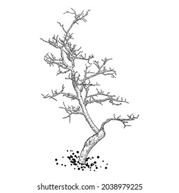 Árbol desnudo. Forma aislada del tronco del árbol dibujada a mano sin hojas ni agujas. Árbol de invierno o planta vieja muerta después del fuego. Leche enferma o séquese follaje quemado. Vector. 