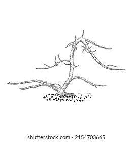 Naked tree. Hand drawn isolated shape of the tree stem without leaves or needles. Winter season tree or dead old plant after fire. Dropped sick or burnt dry foliage. Vector. 