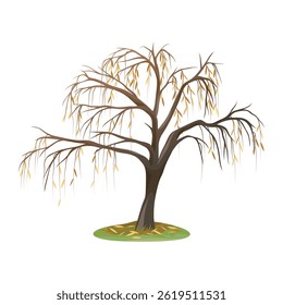 Nackte Weide oder Baum mit gefallenen Blättern. Vektorherbstweinpflanze oder Herbstflora. Natürliches Salixholz im Freien. Wald und Wald Naturelement. Symbol für Holz und Stamm. Biologie und Botanik.