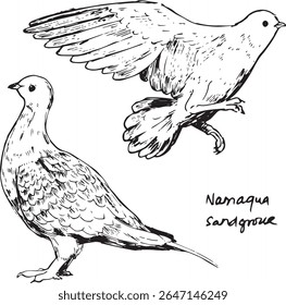 Namaqua Sandgrouse Ink Sketch – Static and Aerial Poses – Wildlife Line Art.
This hand-drawn duo highlights both grounded and airborne views of a desert bird species.