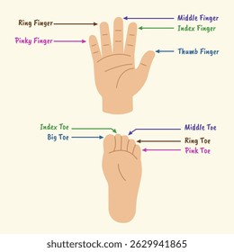 Name of Anatomy finger and toe. Foot and hand