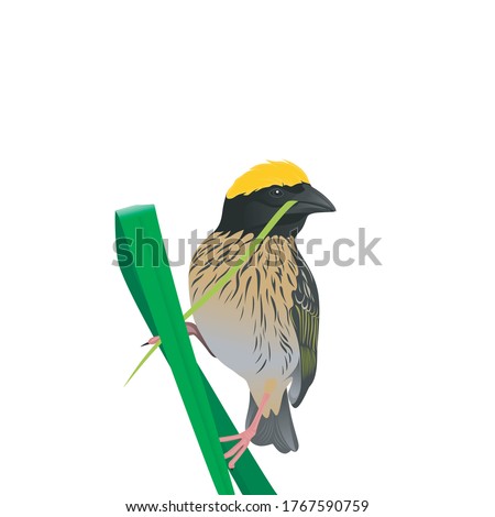 The name of the bird is Baya Weaver. it is Indonesian bird