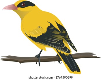 The name of the bird is Black-naped Oriole. it is Indonesian bird