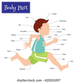 Name of body parts that can be seen externally. Captions on a boy