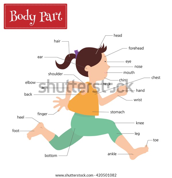 Name Body Parts That Can Be Stock Vector (Royalty Free) 420501082