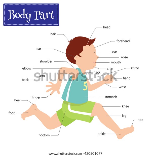 Name Body Parts That Can Be Stock Vector (royalty Free) 420501097