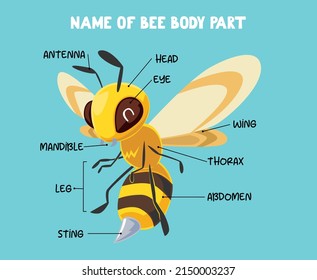 Name of cute cartoon bee body part for kids in english
