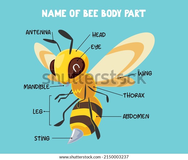 Name of\
cute cartoon bee body part for kids in\
english