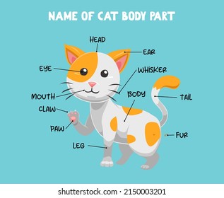 Nombre de la parte del cuerpo de un lindo gato de dibujos animados para los niños en inglés