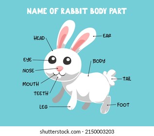 Name of cute cartoon rabbit body part for kids in english