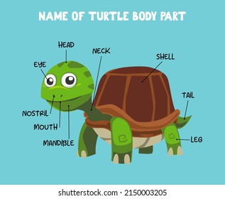 Name Cute Cartoon Turtle Body Part Stock Vector (Royalty Free ...