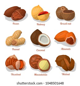 Named nuts and seeds vector set. Flat style. Nut food of cashew and brazil, hazelnut and almonds, walnut, nutmeg and pecan, peanut and macadamia. Coconut.