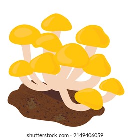 Nameko mushrooms vector stock illustration. Isolated on a white background. Buttermilk, yellow honeydew. Farm. They grow on a stump.