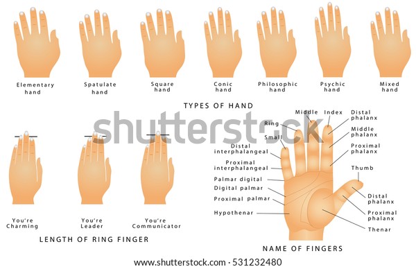 指の名前 手のタイプ 手の形 薬指タイプ お客様の個性 手の指の名前 白い背景に線と名前を持つ右手 のベクター画像素材 ロイヤリティフリー
