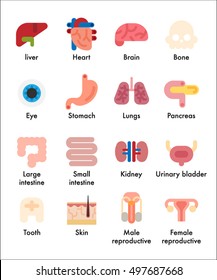 Names of human organs and simple design