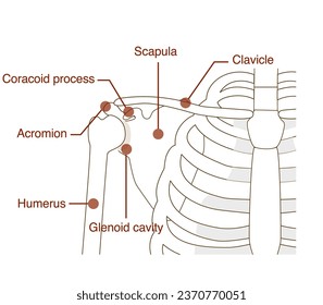 Names of the scapula, clavicle and humerus and their anatomical structures