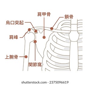 Names of the scapula, clavicle and humerus and their anatomical structures ;Translate Humerus
Scapula ,Clavicle, Coracoid process