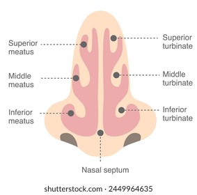 Names and structures of the nasal cavity viewed from the front