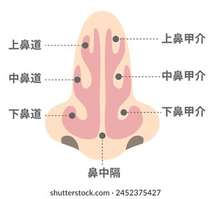 Names and structures of the nasal cavity viewed from the front [TRANSLATE];Superior meatus, Middle meatus, Inferior  meatus, Superior turbinate, Middle turbinate, Inferior turbinate