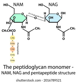 NAM-NAG mit Pentapeptid-Struktur (L-Ala, D-Glu, L-Lys, D-Ala, D-Ala) — Peptidoglykanmonomer, das die Bakterienwand bildet