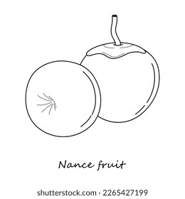 Nance fruta en un estilo lineal. Dibujo a mano Frutos de Nance aislados en un fondo blanco. Ilustración de Nance exotic Fu Vector