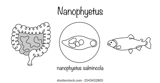 Nanophyetus Un patógeno que afecta los intestinos. La infección se produce por el consumo de peces salmón, cuyos tejidos contienen larvas del parásito. Ilustración médica simple.