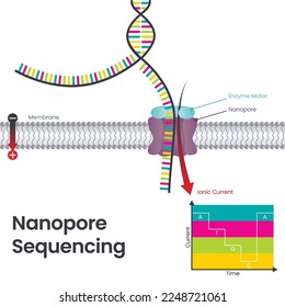 Nanopore Sequencing scientific educational vector illustration diagram