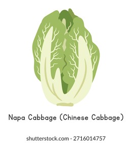 Napa Cabbage (Brassica rapa) Flat Cartoon Vector Illustration